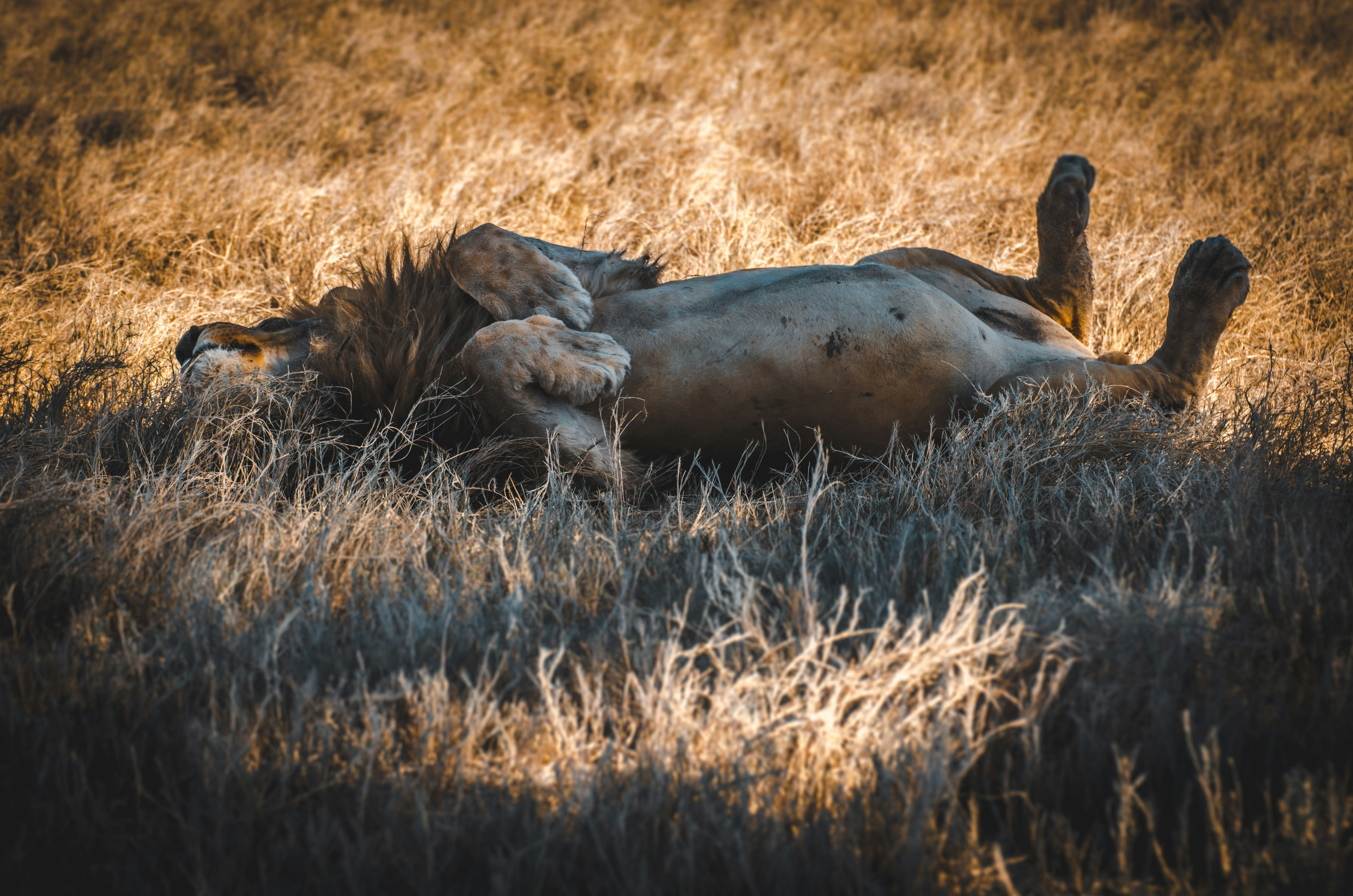 lion in a filed during daytime